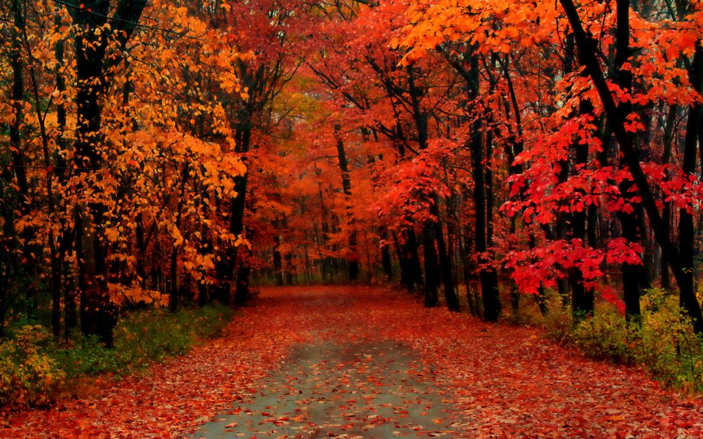 woods photo
